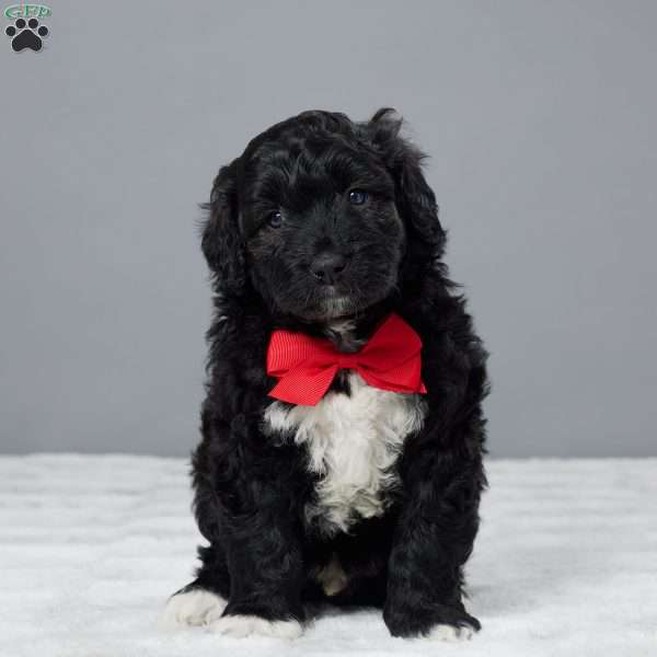 Chisel, Portuguese Water Dog Puppy